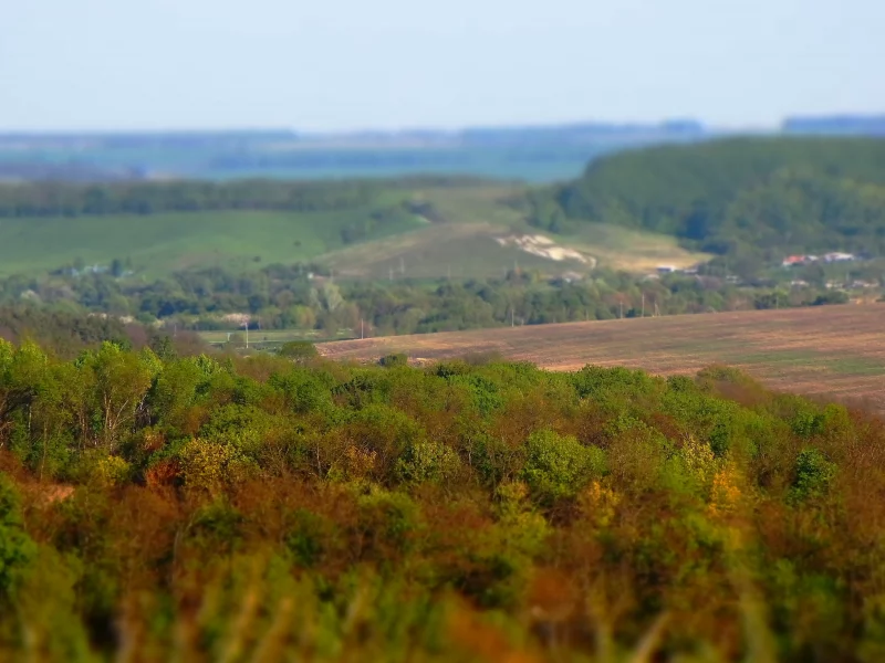 лес, дорога, проселок