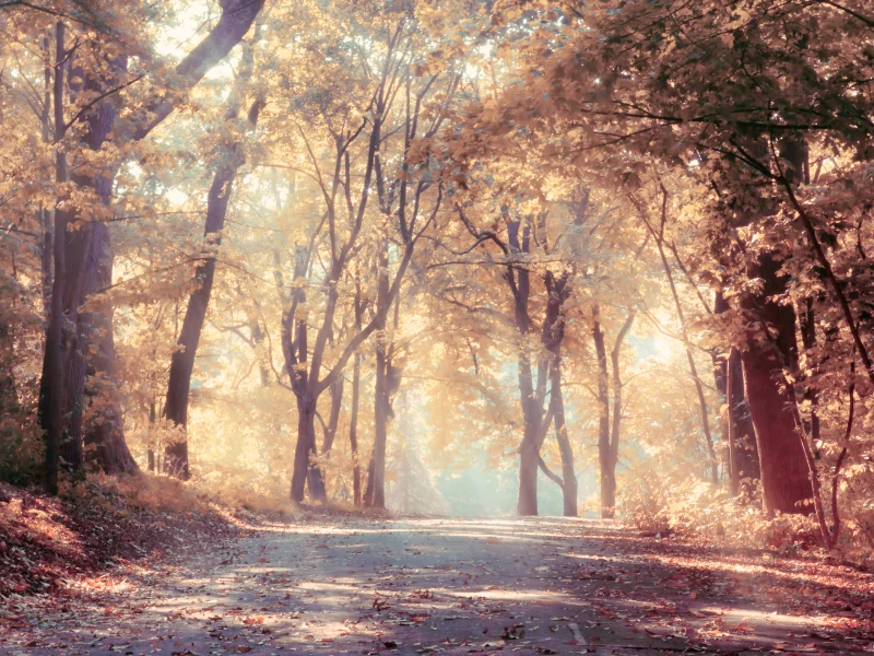 autumn trees , sunbeams, nature, beautiful, landscape, leaves, road, fog
