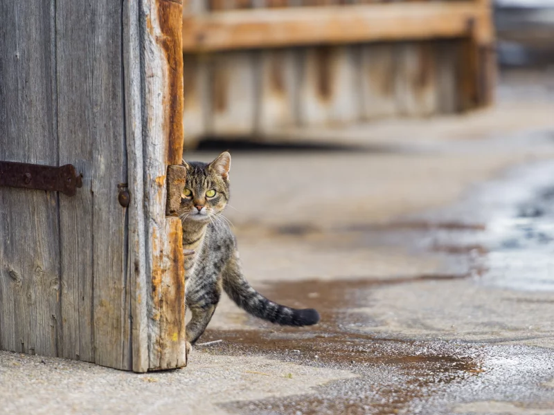 взгляд, кошка, улица