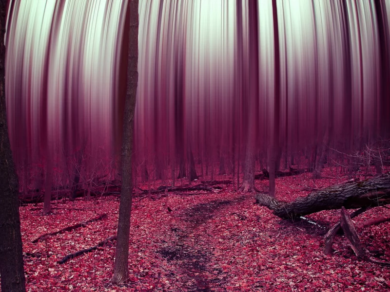 leaves, abstract, forest, trees