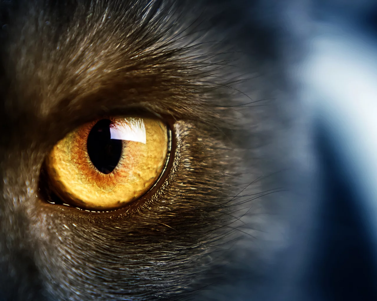 cat, yellow eye, желтые глаза, wild, кошки, дикие