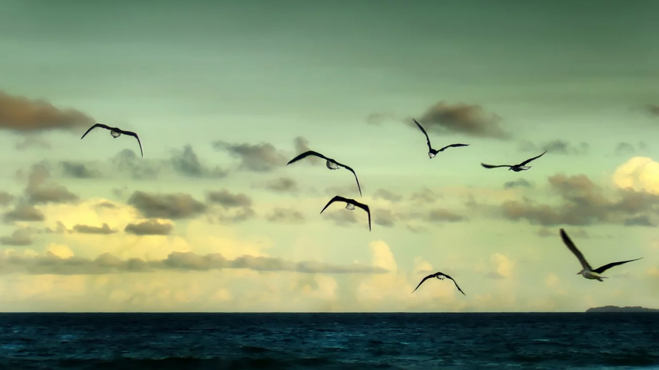 чайки, река, пейзаж, вода, море, sea, природа, ocean, океан