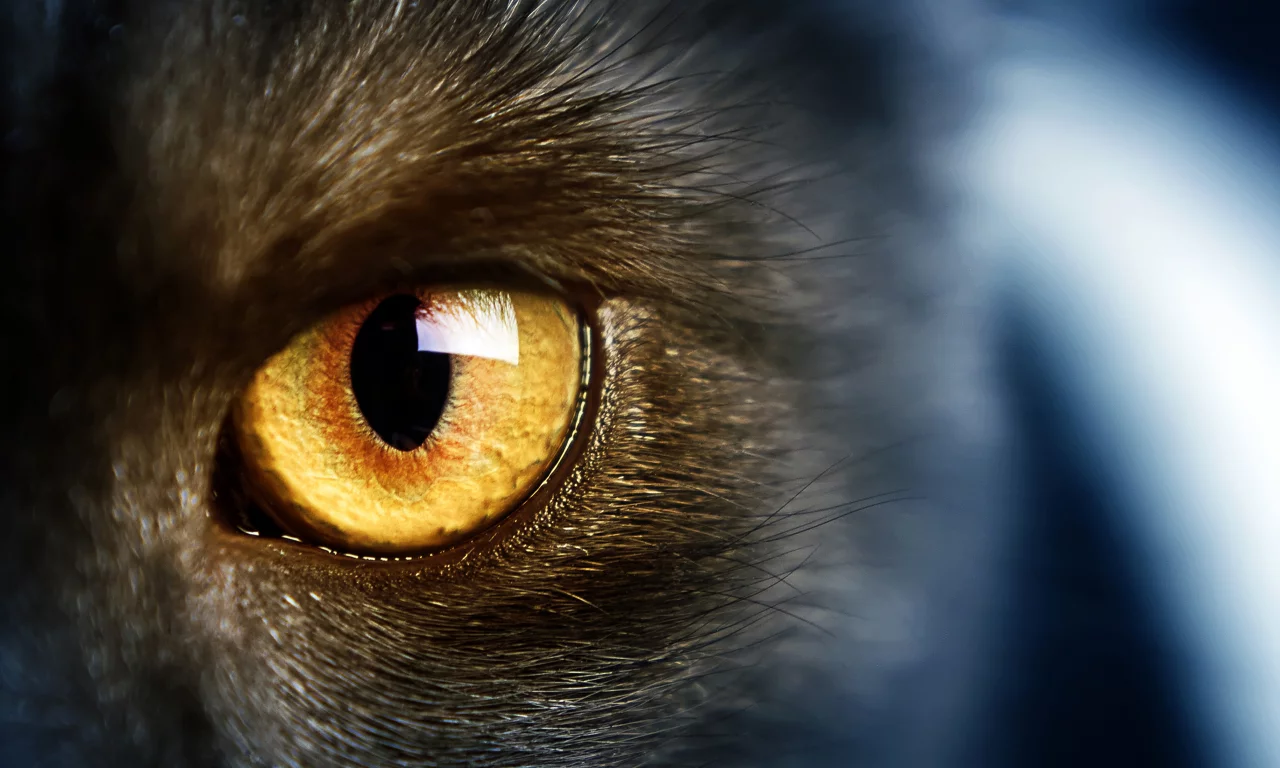 cat, yellow eye, желтые глаза, wild, кошки, дикие