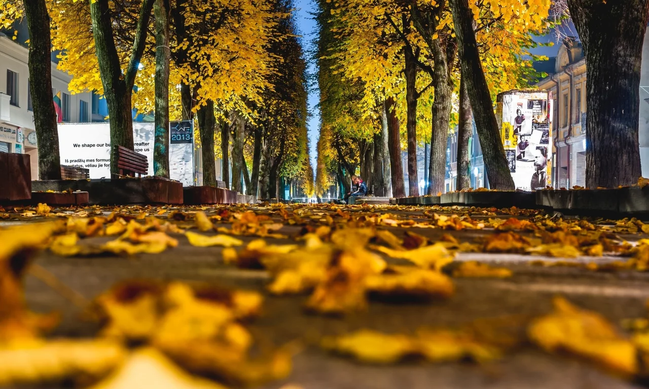 autumn, листья, листочки, leave, leaves, macro, желтые, осень, макро