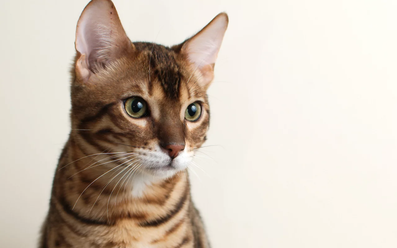 фон, кот, bengal, кошка, морда, бенгальский