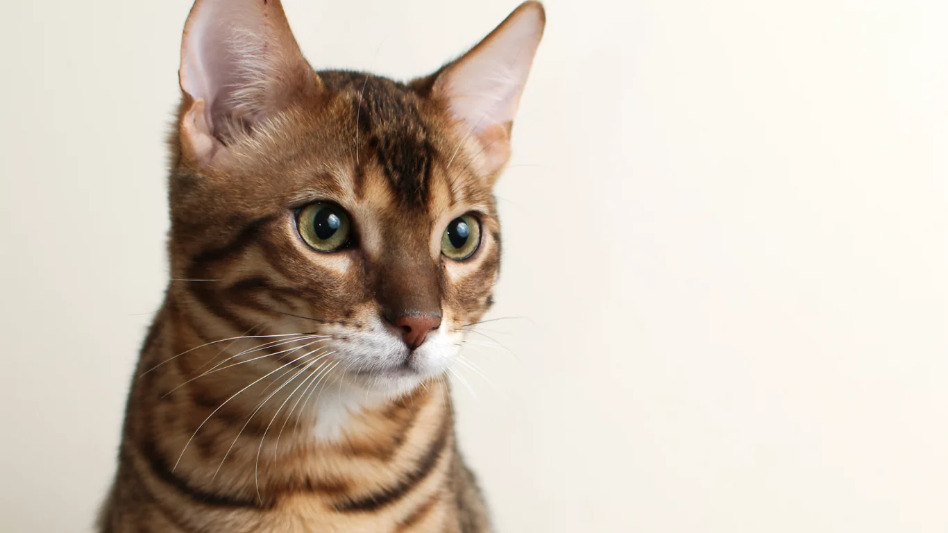 фон, кот, bengal, кошка, морда, бенгальский