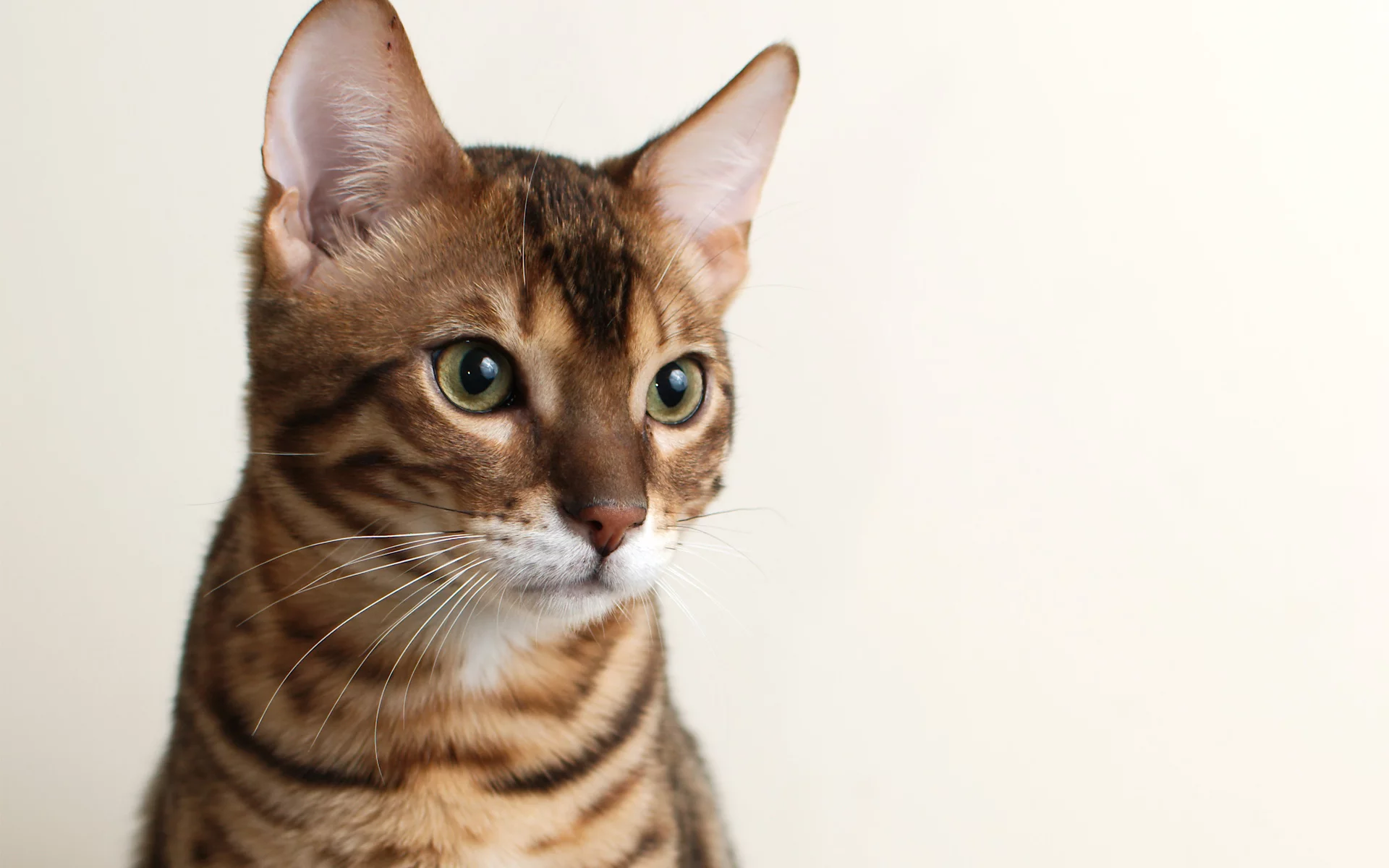 фон, кот, bengal, кошка, морда, бенгальский