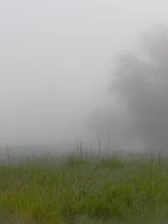 туман, поле, утро