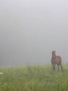 лошади, утро, туман