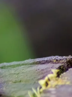 жизнь среди асфальта, мох, растение