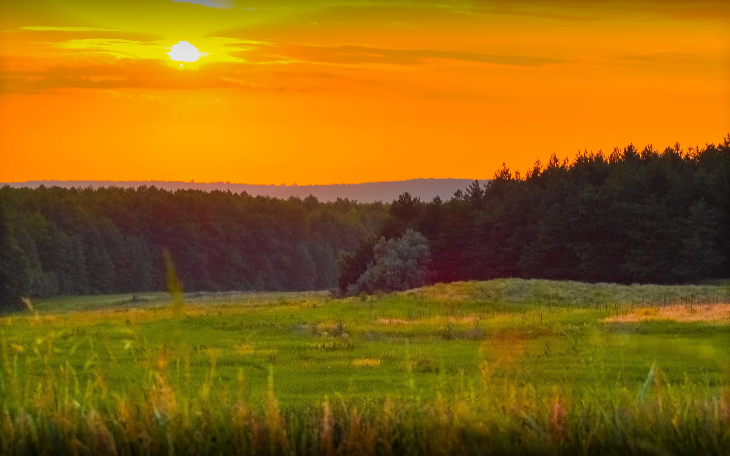 закат, лес