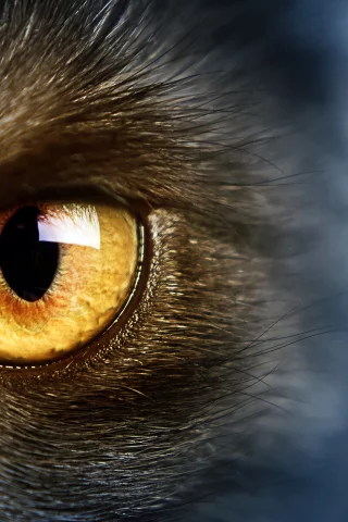 cat, yellow eye, желтые глаза, wild, кошки, дикие