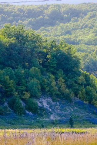 горы, лес, солнце