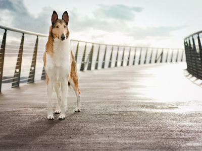фон, мост, собака