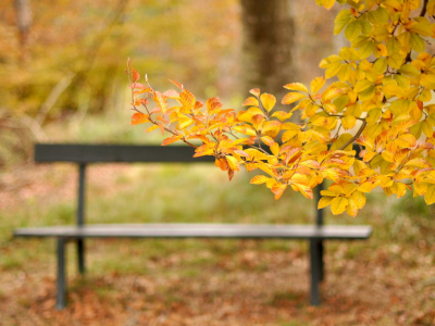 скамейка, ветка, желтые, листья, парк, осень