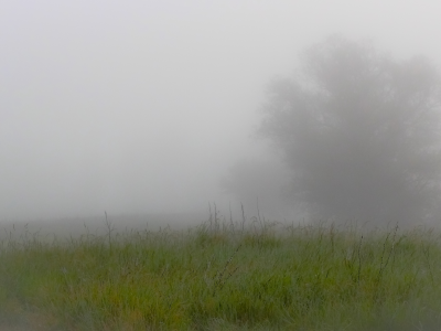 туман, поле, утро
