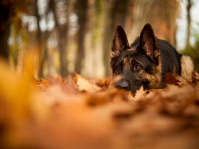 собака, природа, лес, осень, листья, лежит, овчарка