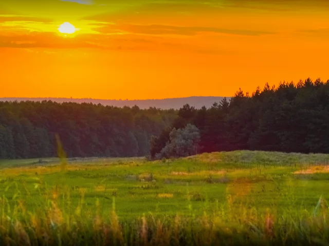 закат, лес