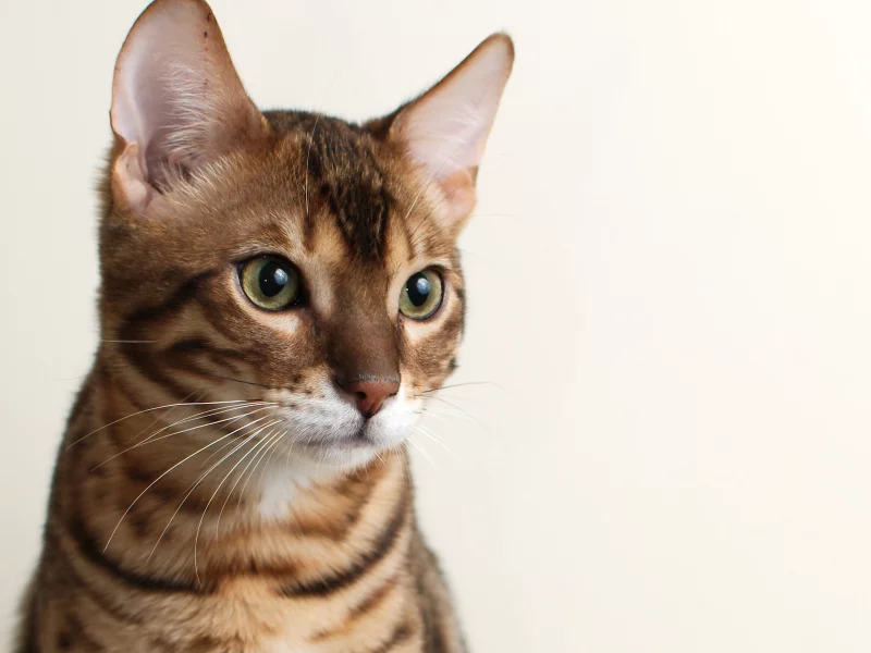 фон, кот, bengal, кошка, морда, бенгальский