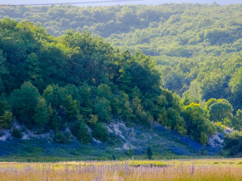 горы, лес, солнце