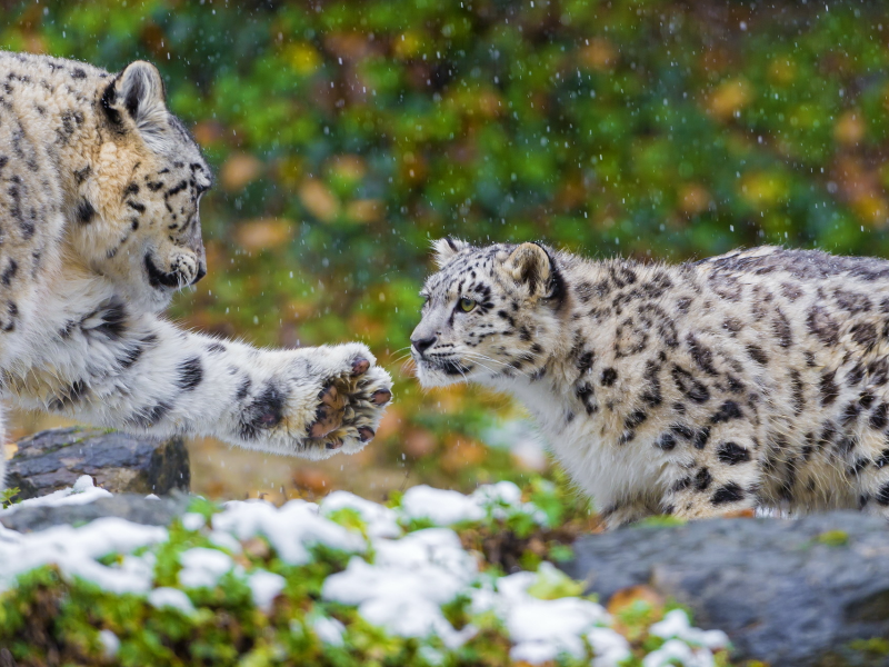 пара, хищник, семья, snow leopard, ирбис, снежный барс, мать