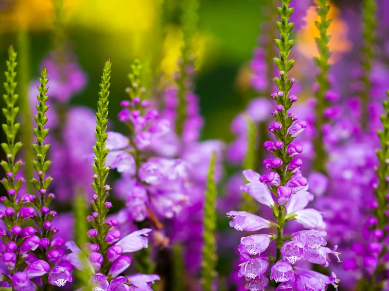 larkspur, шпорник, цветы, дельфиниум, полевые, живокость