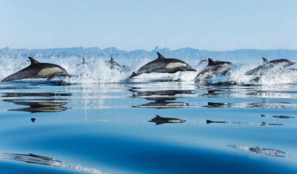 вода, дельфины