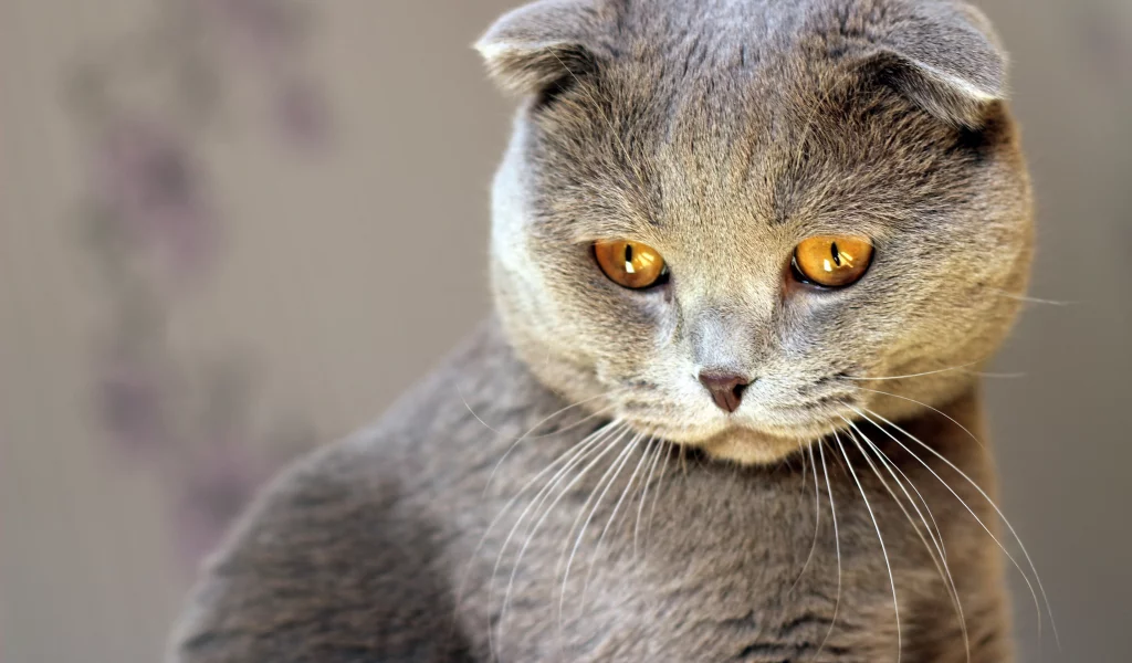 серый, кошка, взгляд, кот