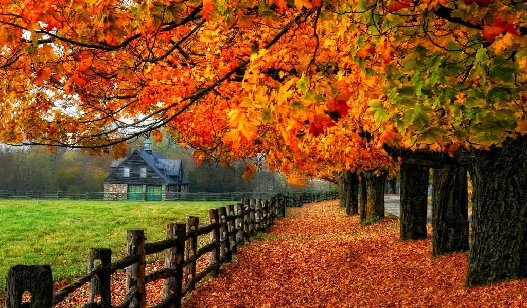 road, tree, fall, nature, autumn, path, glow, leaves, foliage, colorful, shine, mirrored, branches