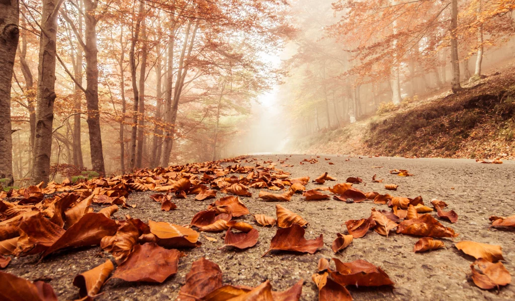 macro, deciduous leaves, trees, autumn, landscape, beech , forest, foggy road , nature, misty 