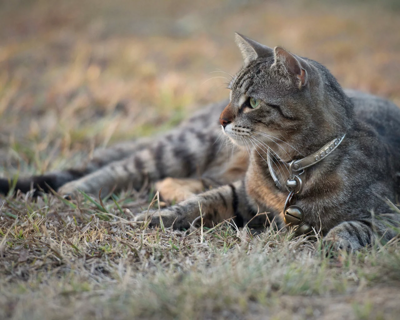 кот, взгляд, кошка, ошейник, серый, трава