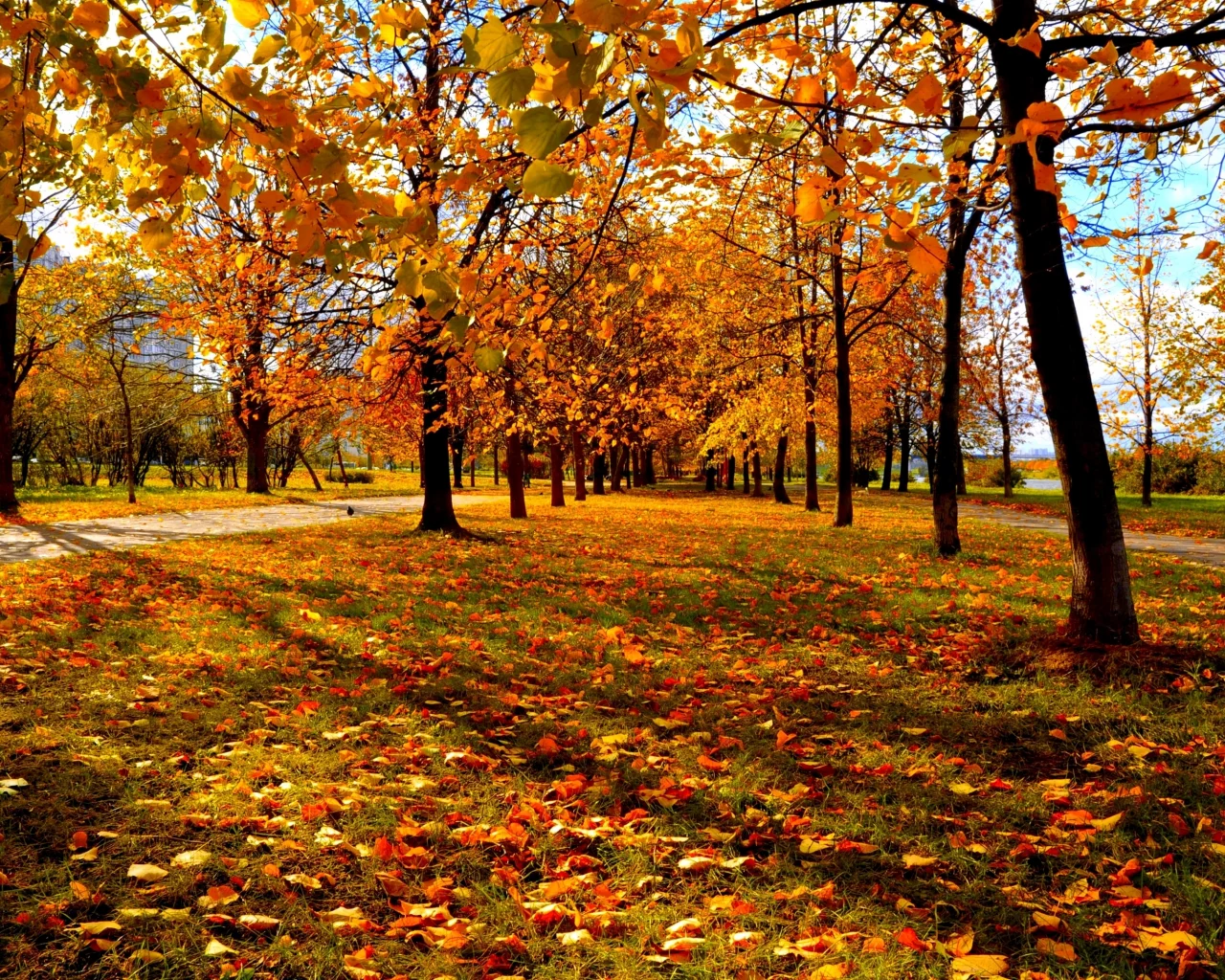 городской парк, красно-жёлтые листья, деревья, осень