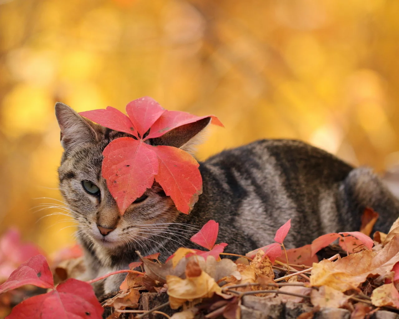 листья, кошка, осень
