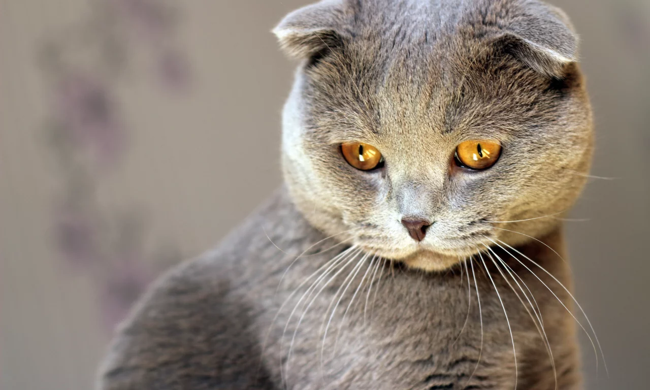 серый, кошка, взгляд, кот