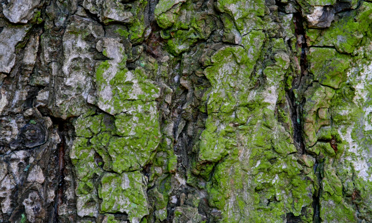 green, bark, pattern, moss