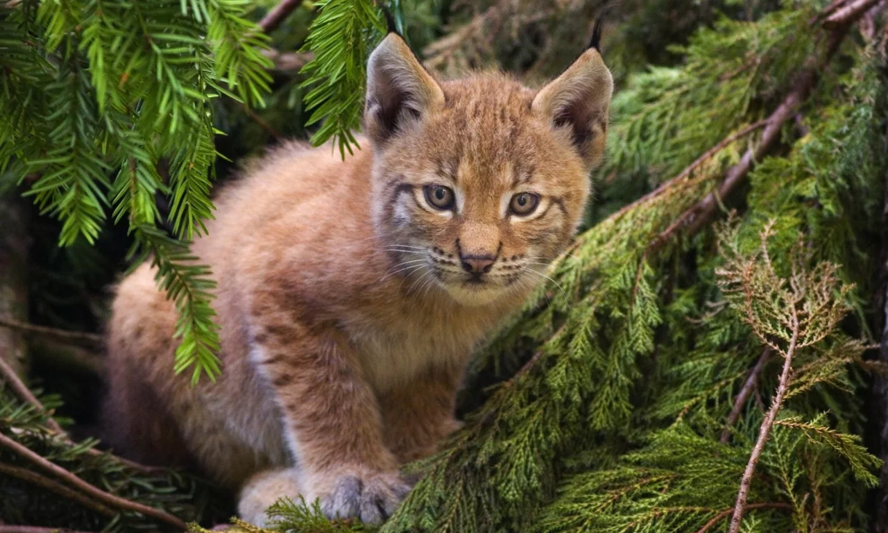 кошка, лес