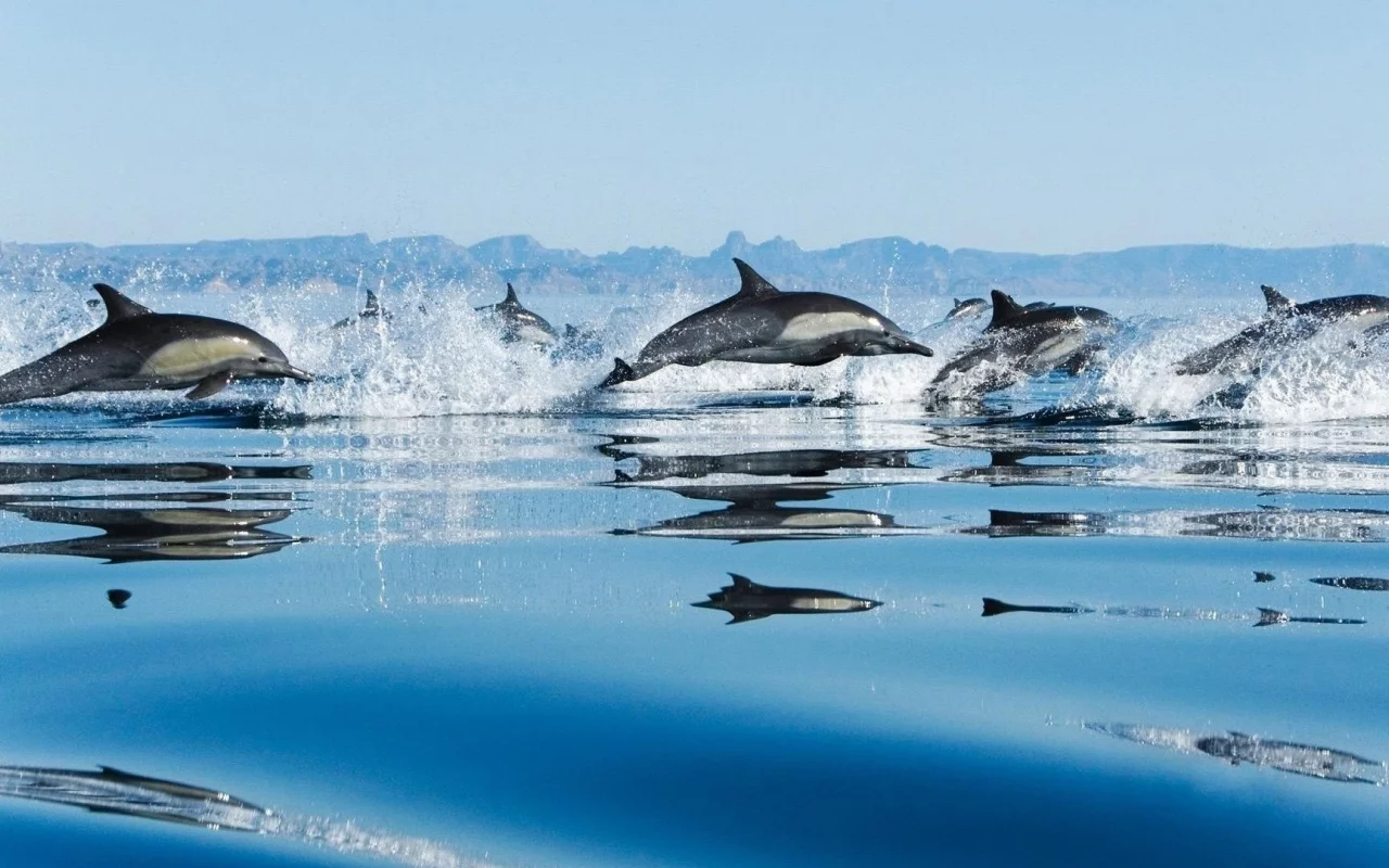 вода, дельфины