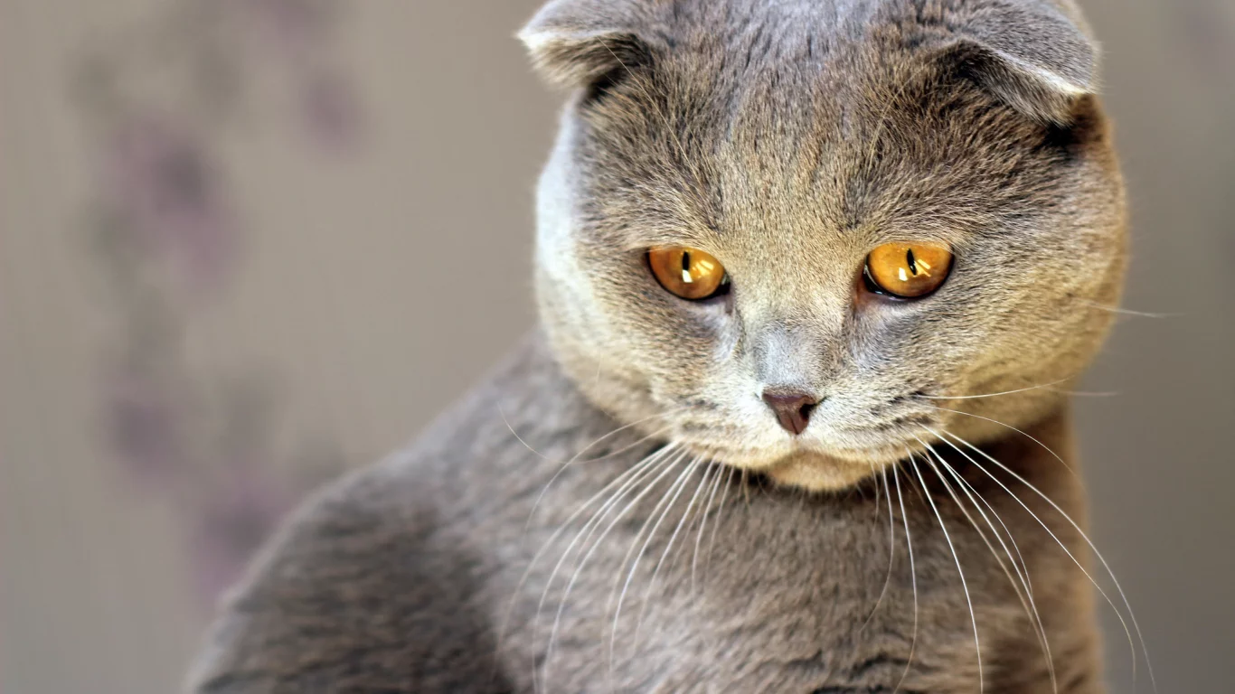 серый, кошка, взгляд, кот