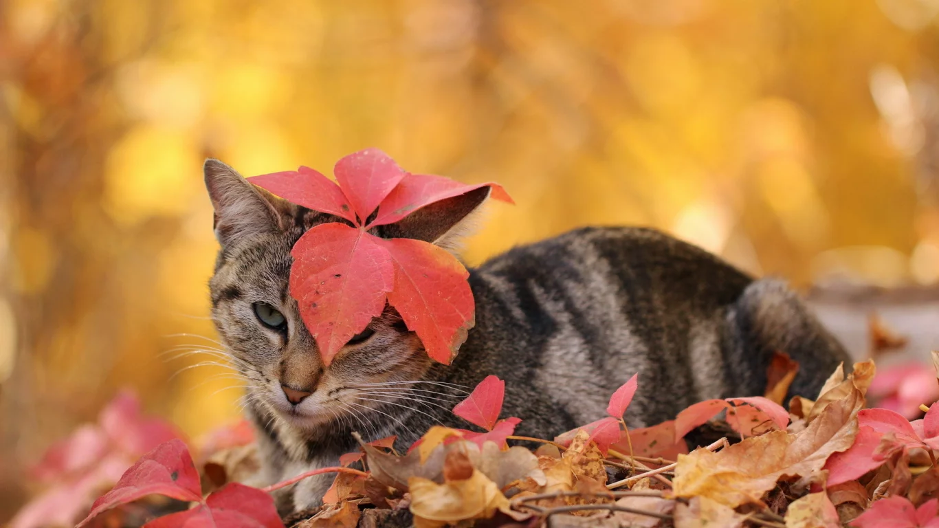 листья, кошка, осень