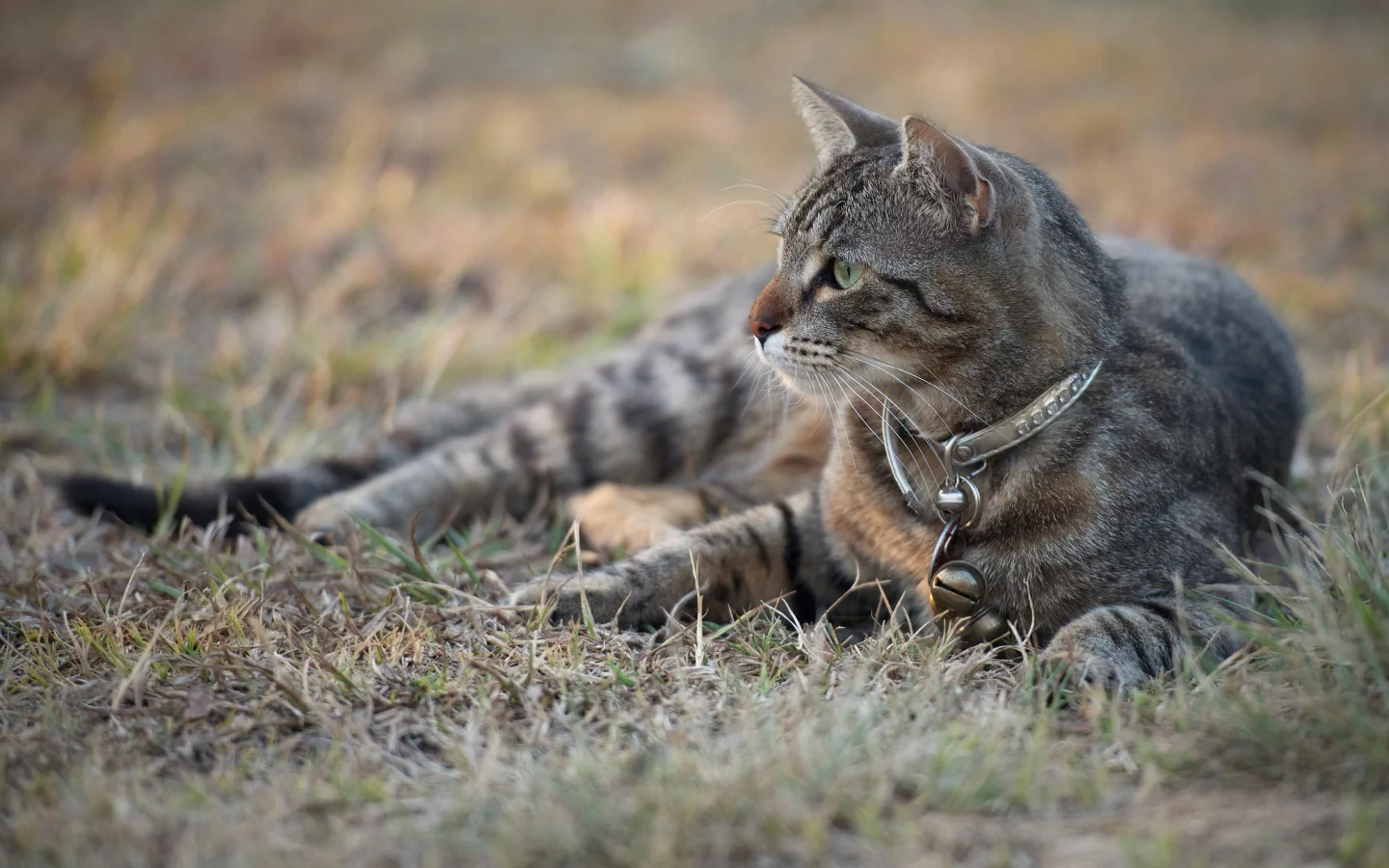 кот, взгляд, кошка, ошейник, серый, трава