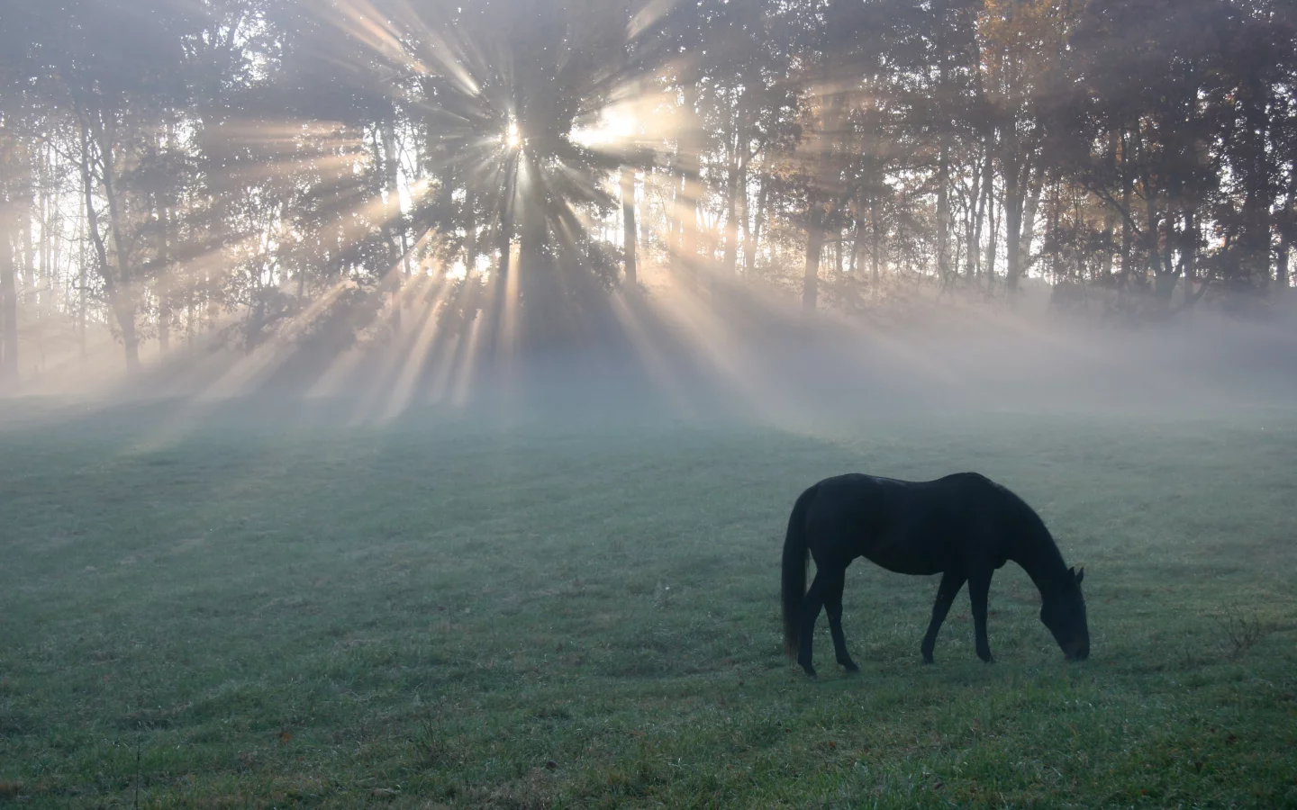 утро, поле, light, конь, horse