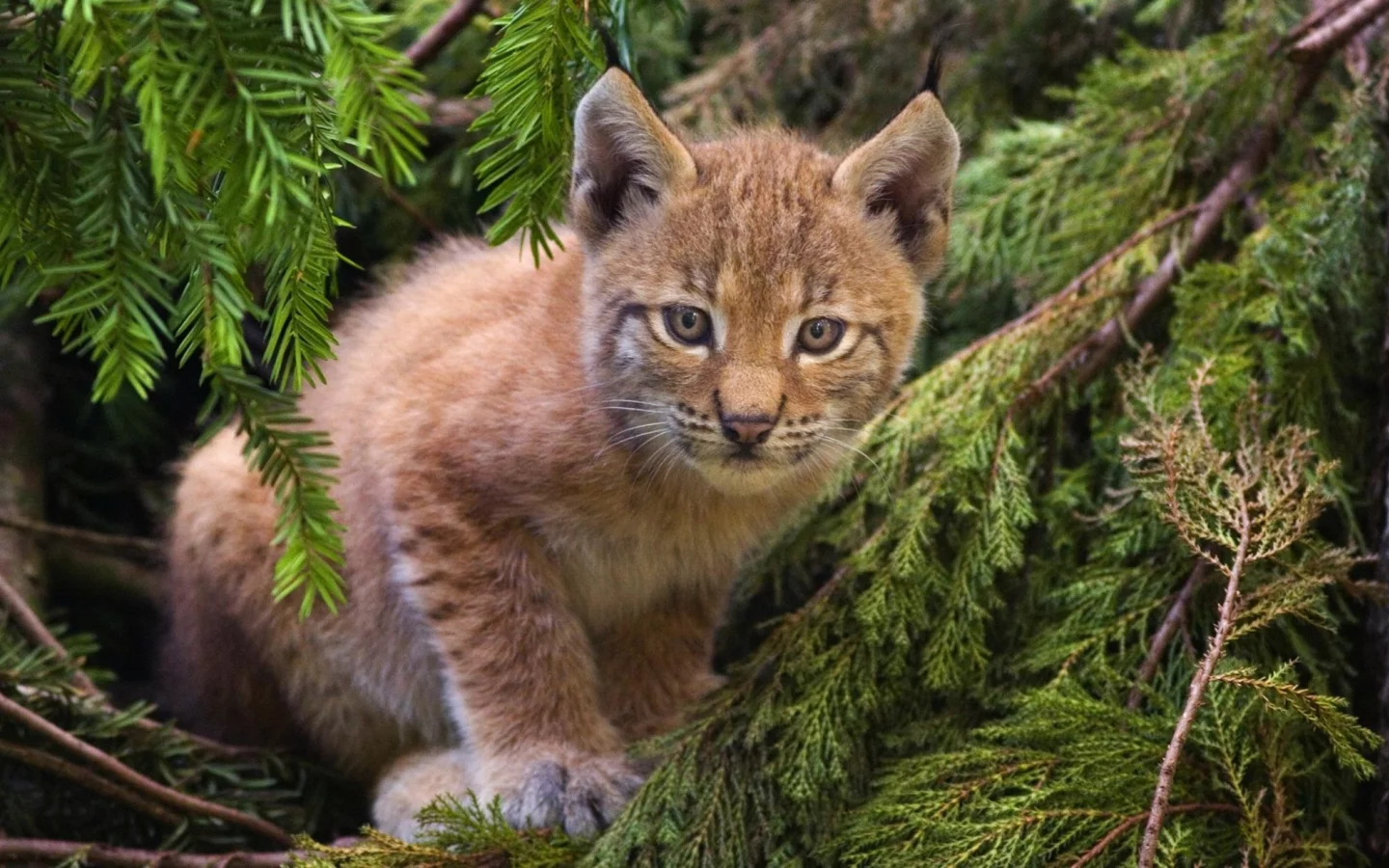кошка, лес
