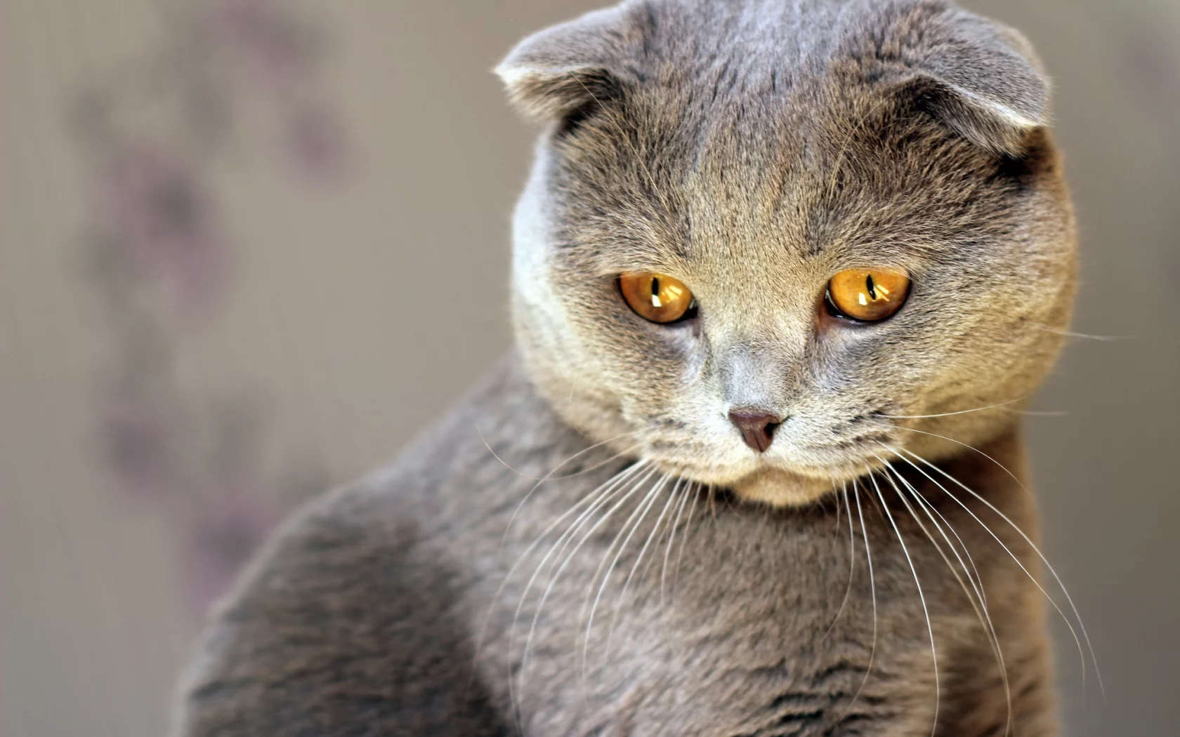серый, кошка, взгляд, кот