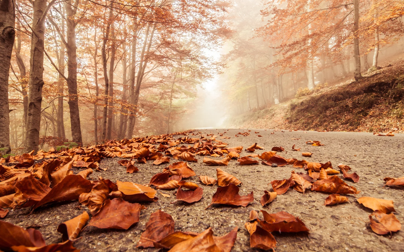 macro, deciduous leaves, trees, autumn, landscape, beech , forest, foggy road , nature, misty 