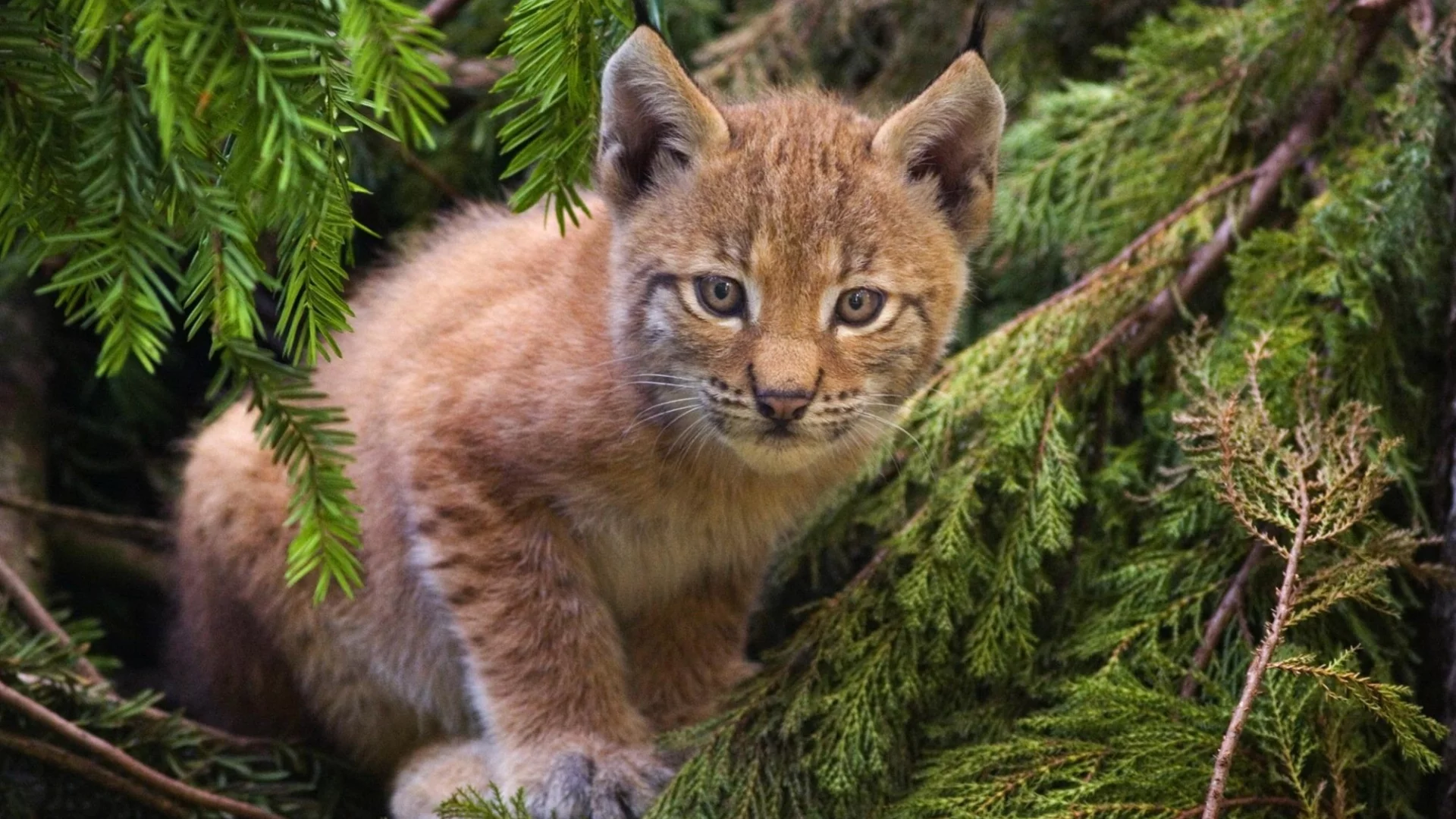 кошка, лес