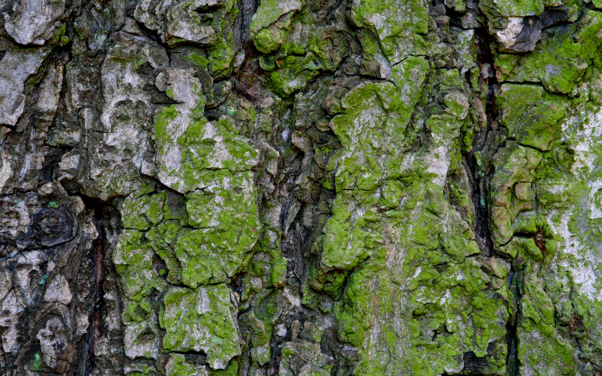 green, bark, pattern, moss