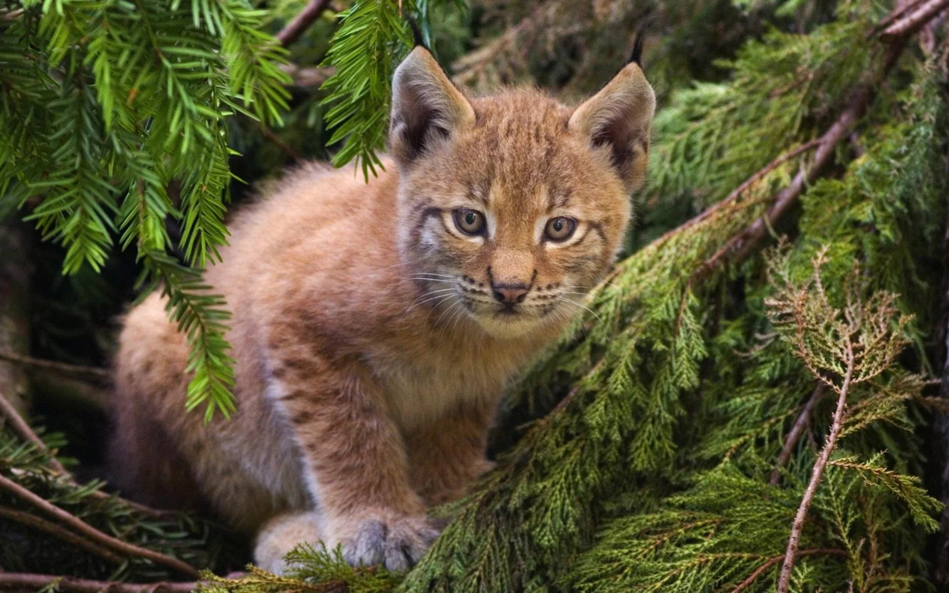 кошка, лес
