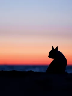 кошки, настроения, закат, природа, силуэт, кошка, ушки