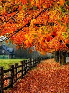 road, tree, fall, nature, autumn, path, glow, leaves, foliage, colorful, shine, mirrored, branches