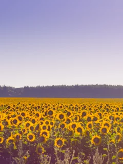 поле, подсолнухи, лето